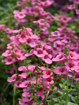 DIASCIA Picadilly Pink